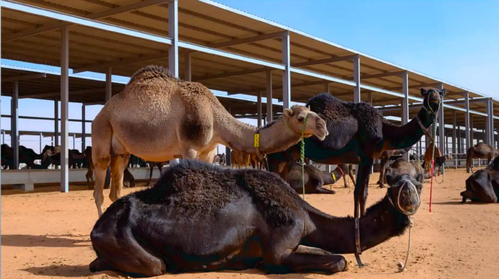 SAWANI FARM project